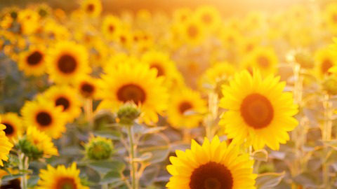 Farbe als eines der kraftvollsten Elemente der Natur nutzen. Symbolische und Psychologische Bedeutung und Anwendung der Farben: Gelb